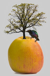 Apfel_MG_1589_3webKlein02